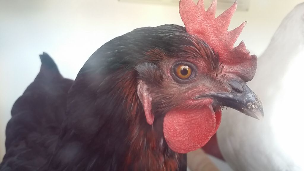 Readers show their chickens